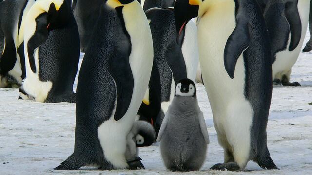 Pingüino emperador