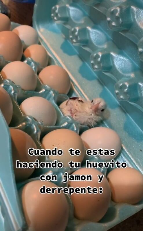 Encuentra pollito vivo dentro de una caja de huevos