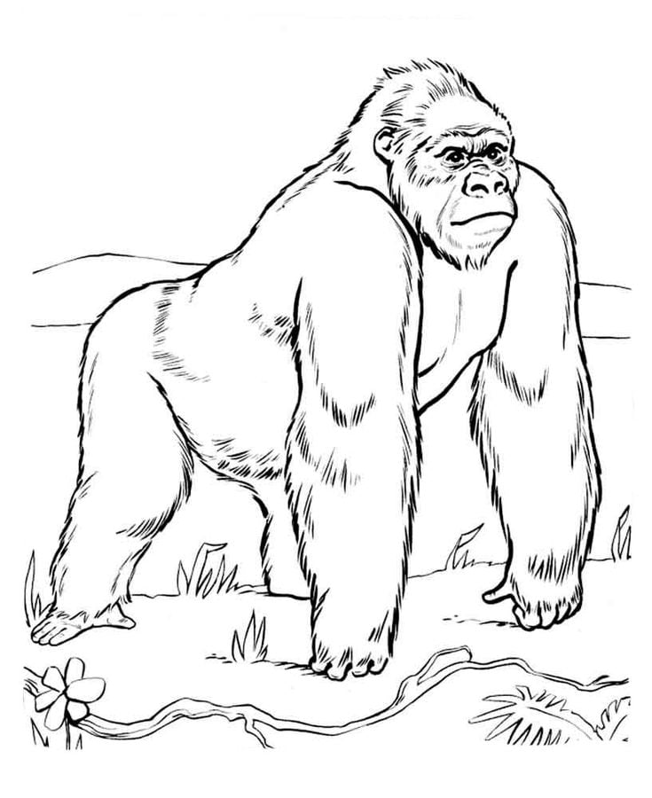 ¡Feliz Día del Gorila! 5 dibujos para colorear e imprimir