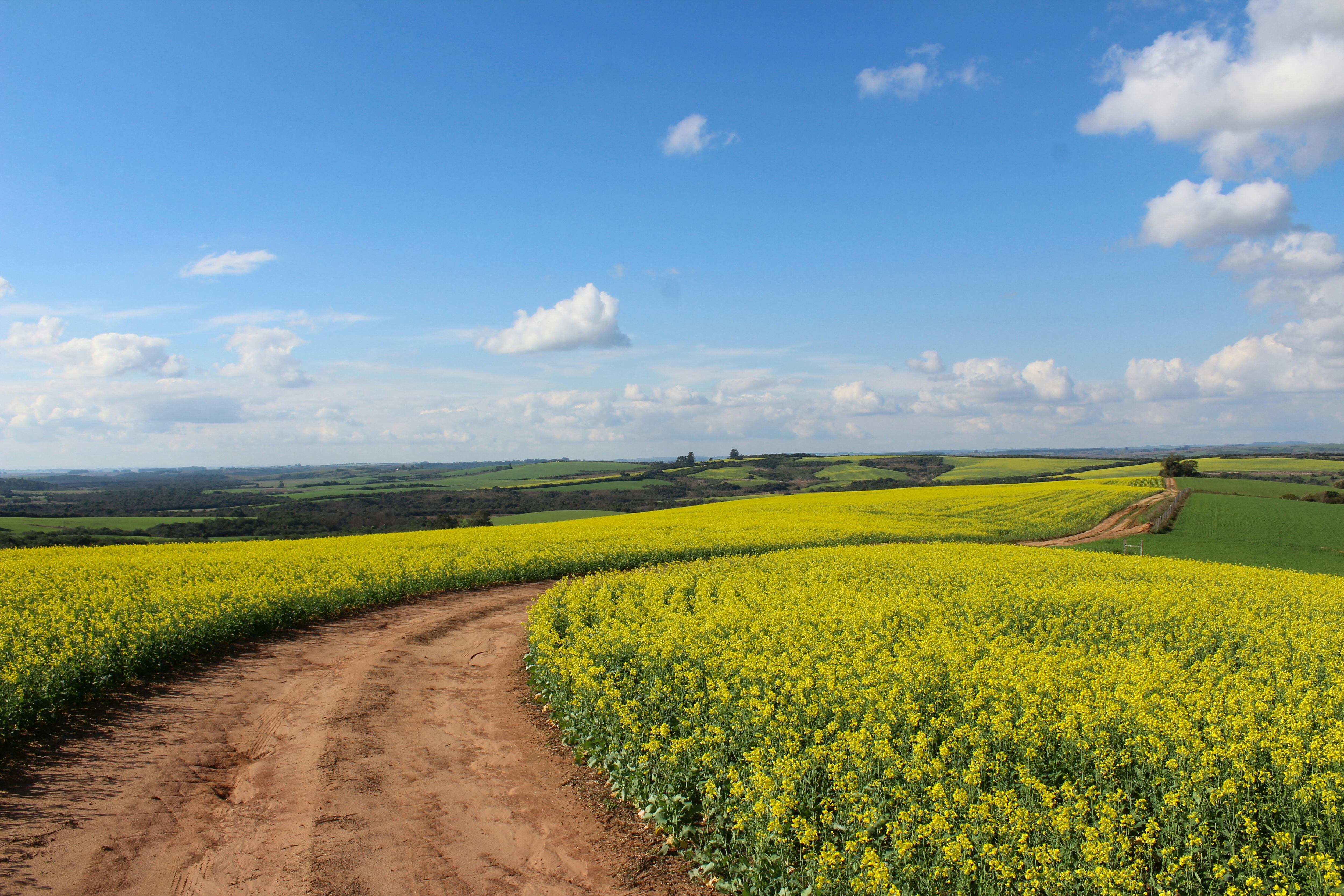 Este 7 de marzo es el Día del Campo en México