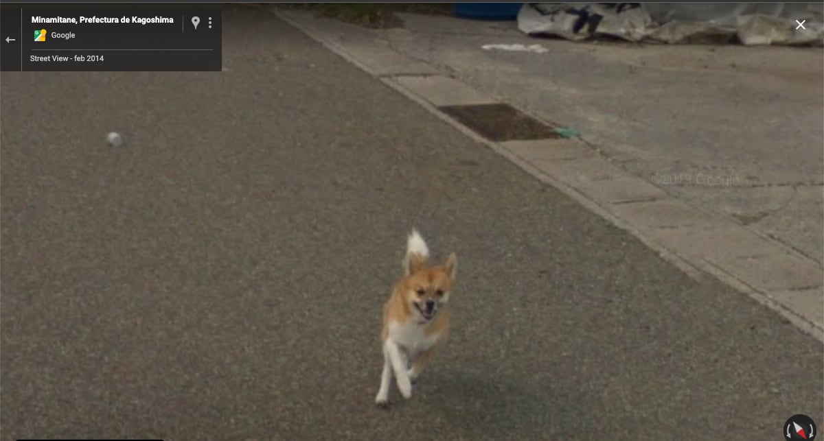Perrito persigue auto y queda en Google Maps