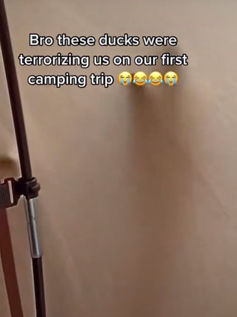 Patos atacan a pareja en TikTok
