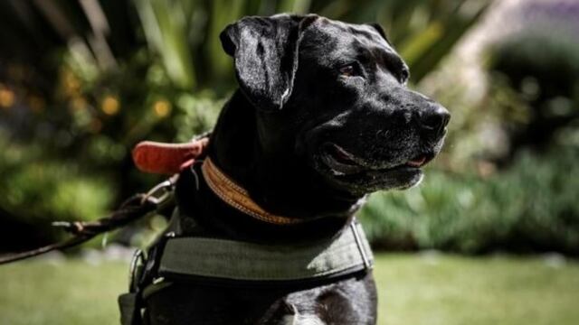 Perro Cuco, trabajador del IMSS