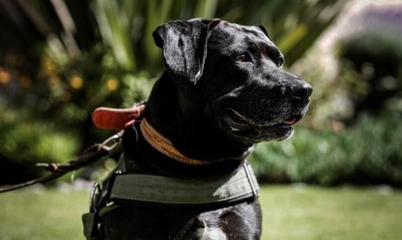 Perro Cuco, trabajador del IMSS