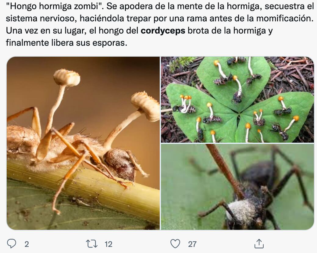 Hongo parasitario 'Cordyceps'
