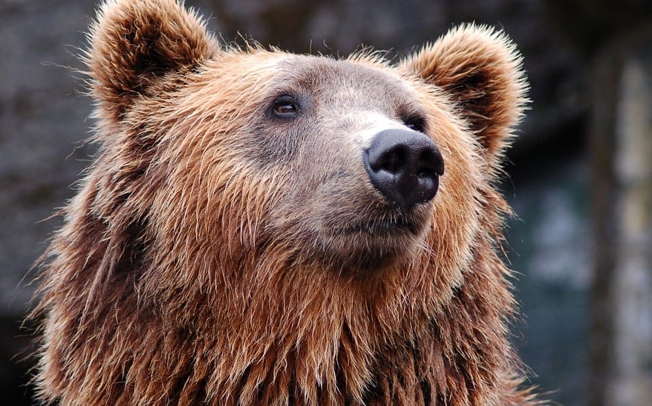 Oso