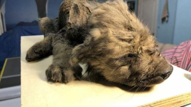 El cachorro congelado de 18 mil años fue hallado en Siberia