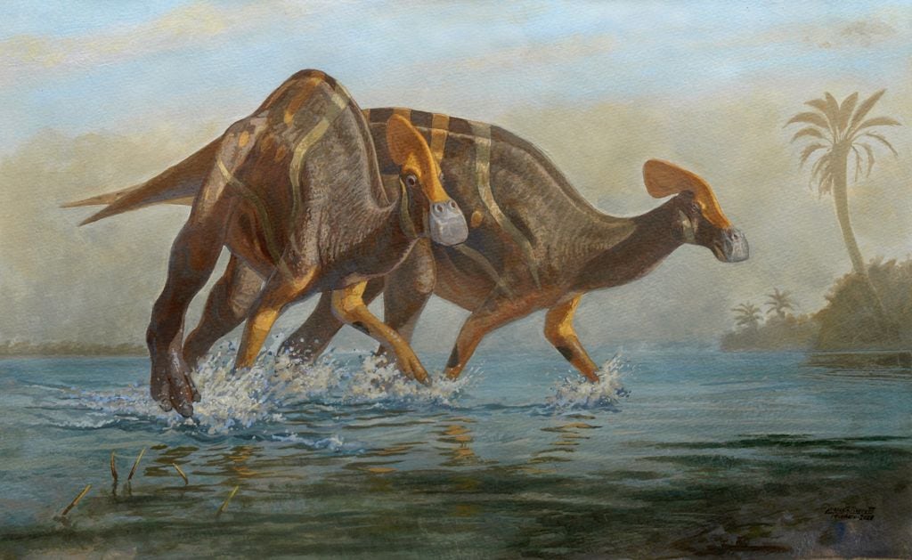 Ilustración del Tlatolophus galorum