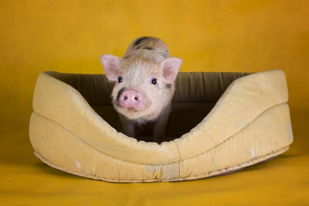¿Cómo son los cerdos como mascotas? características que definirían a tu Peppa Pig en casa
