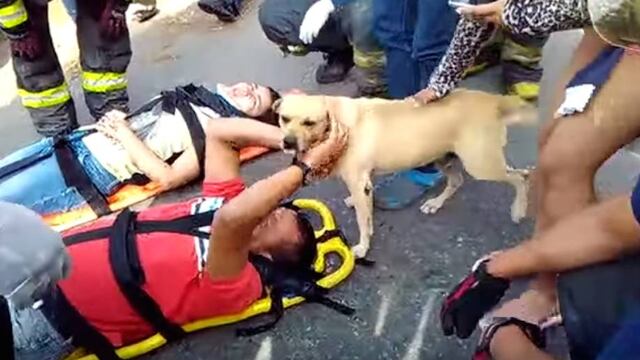 Perro ayuda tras accidente.