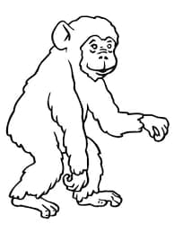Dibujos por el Día Internacional de los Primates de este 1 de septiembre