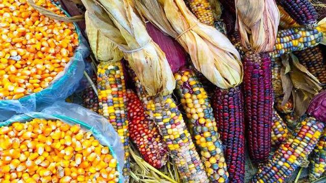 En la imagen se muestran mazorcas de Maíz