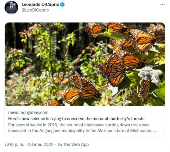 Leonardo Dicaprio comparte investigación michoacana sobre la mariposa monarca