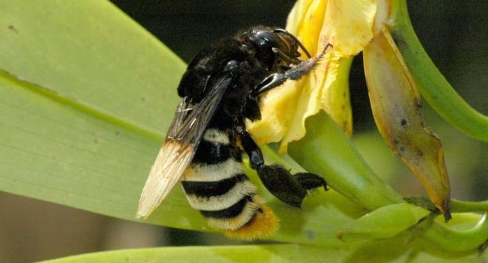 Abeja