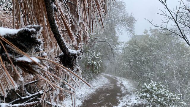 Nieve en Chipinque
