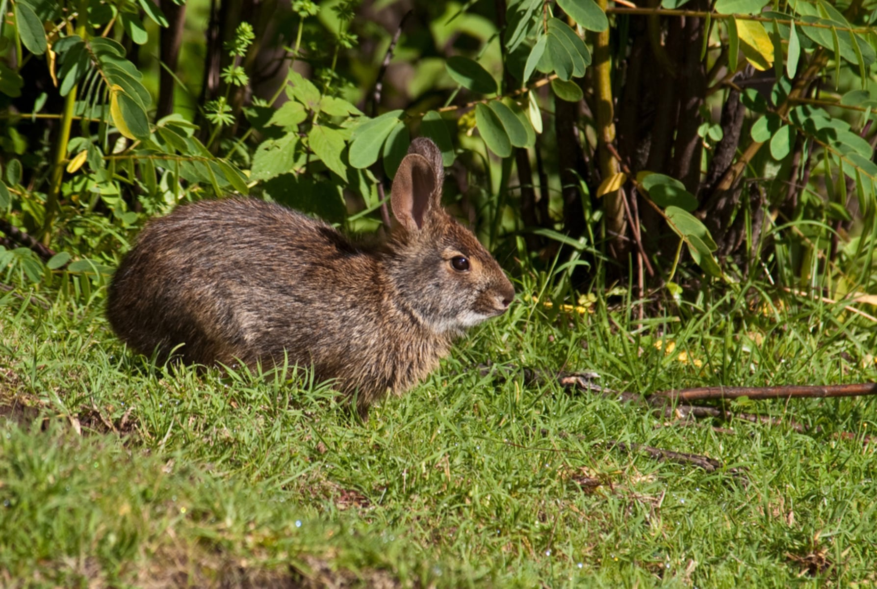 Captan al Conejo de Omiltemi, el cual se creía extinto desde hace 120 años