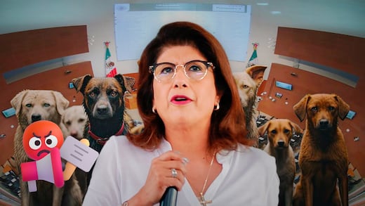 Alistan protesta en el Senado contra Mariela Gutiérrez por presunto sacrificio de 10 mil perros