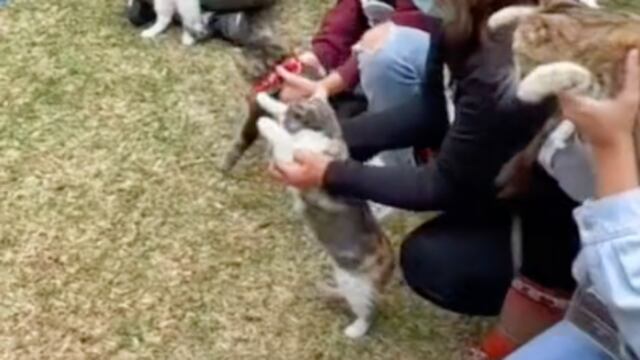 Festival de gatos TikTok