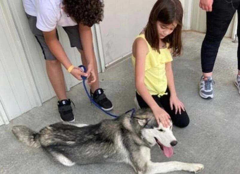 Husky siberiano en refugio