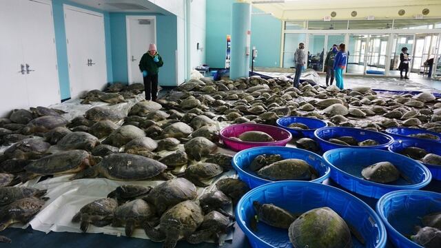 Rescatan miles de tortugas en Texas