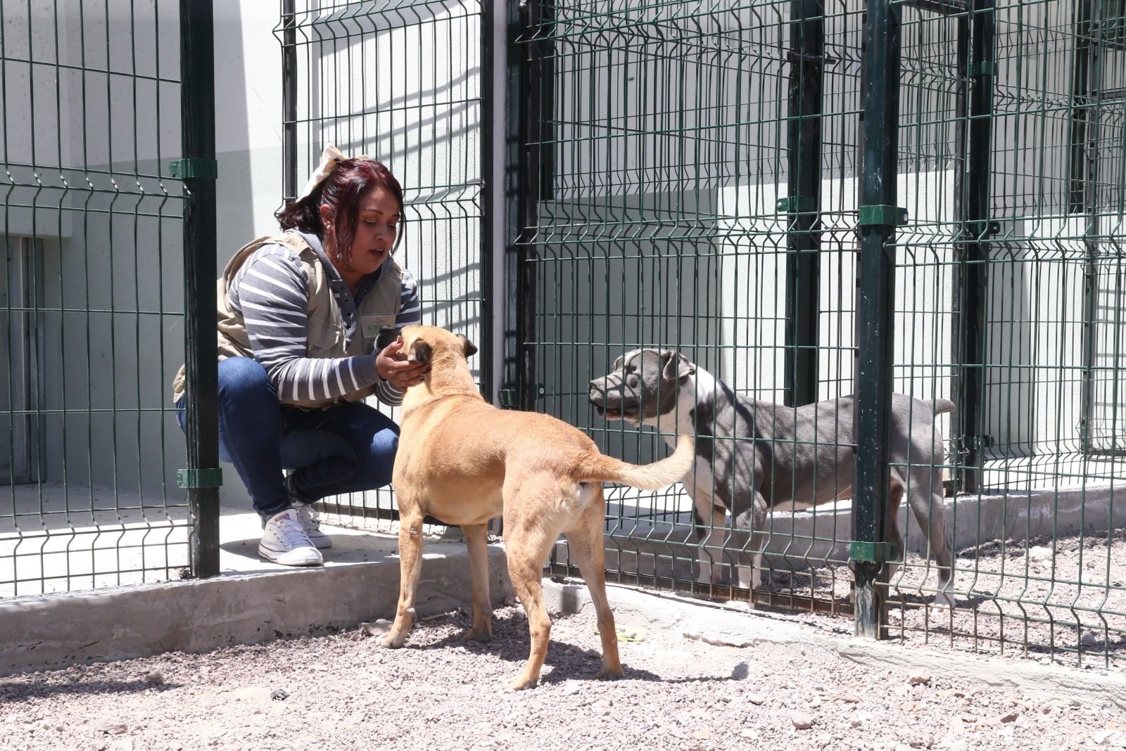 Nueva ley en Edomex reconoce a los animales como seres sintientes y castiga el maltrato