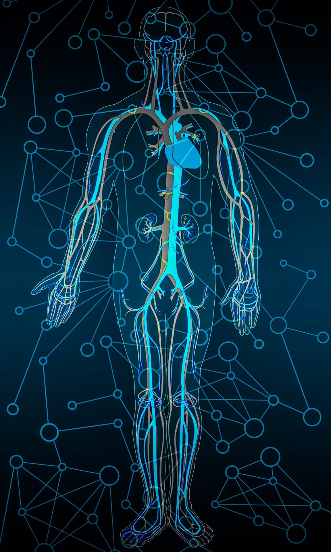 Cuerpo Humano