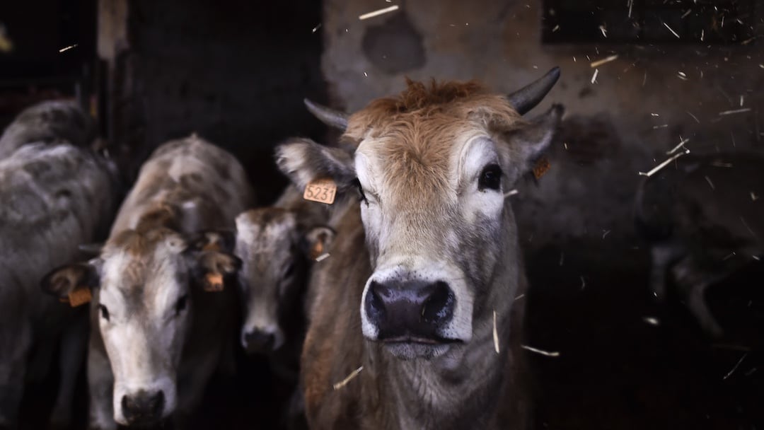 Vacas de ganado