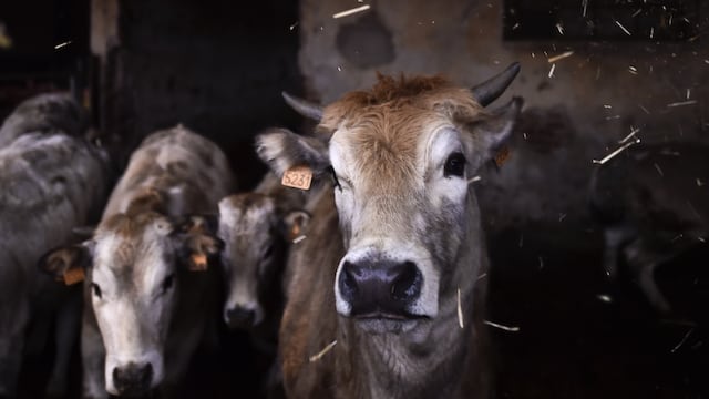 Sigue desarrollándose la gripe aviar al 9 de mayo 2024