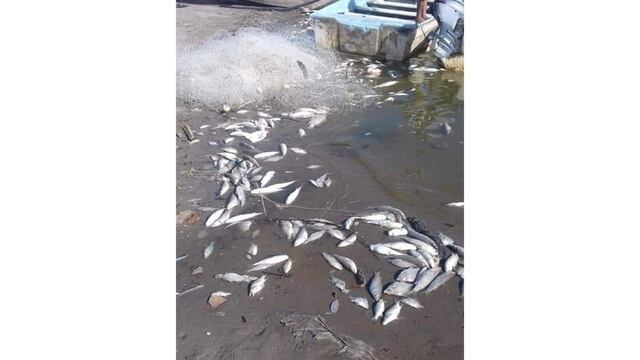 El fenómeno ha ocurrido desde hace 4 años.