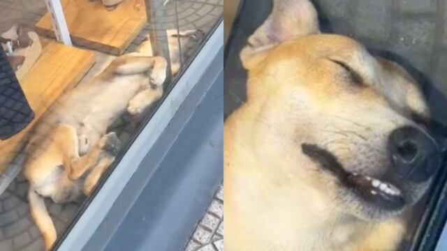 Perrito dormilón es la envidia de TikTok por su forma de descansar
