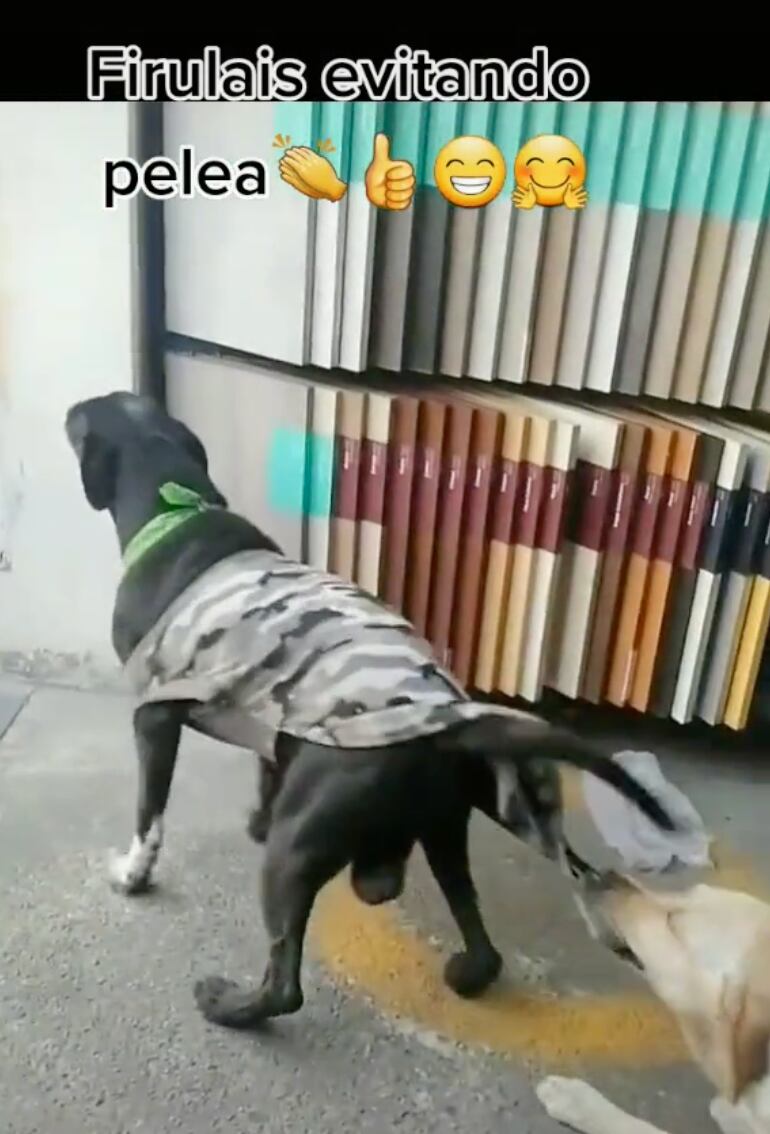Perrito detiene pelea