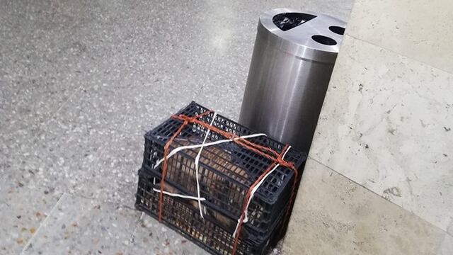 El animal quedó abandonado en el anden de la central camionera.
