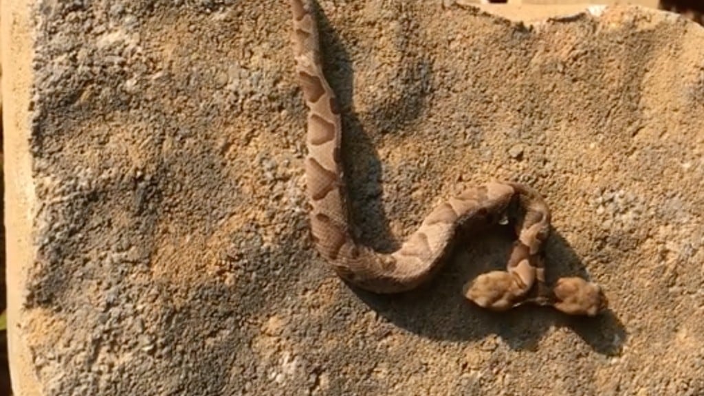 Serpiente de dos cabezas.