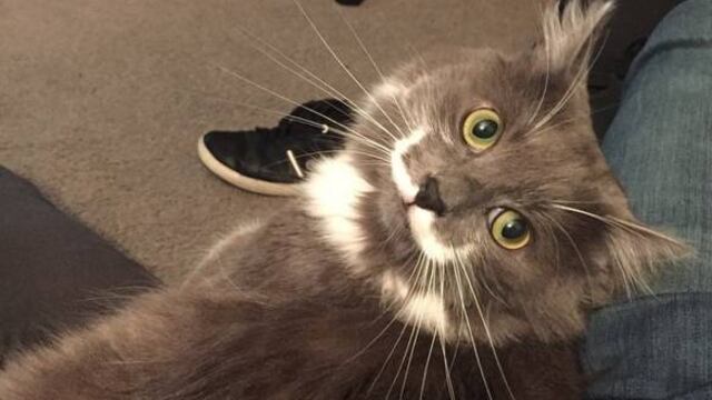 Hamilton, el gato hipster de Instagram.