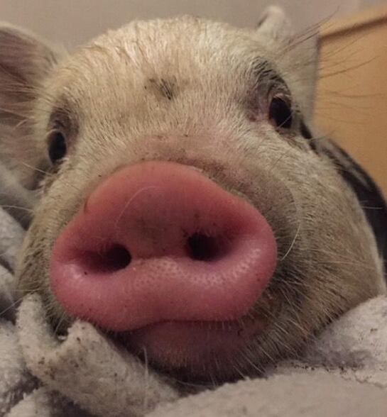 Roma, la cerdita adoptada