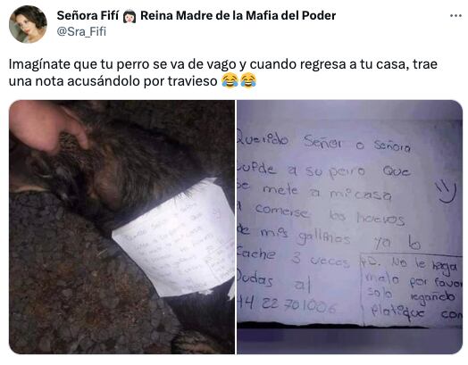 Perro se fue de vago, lo acusan