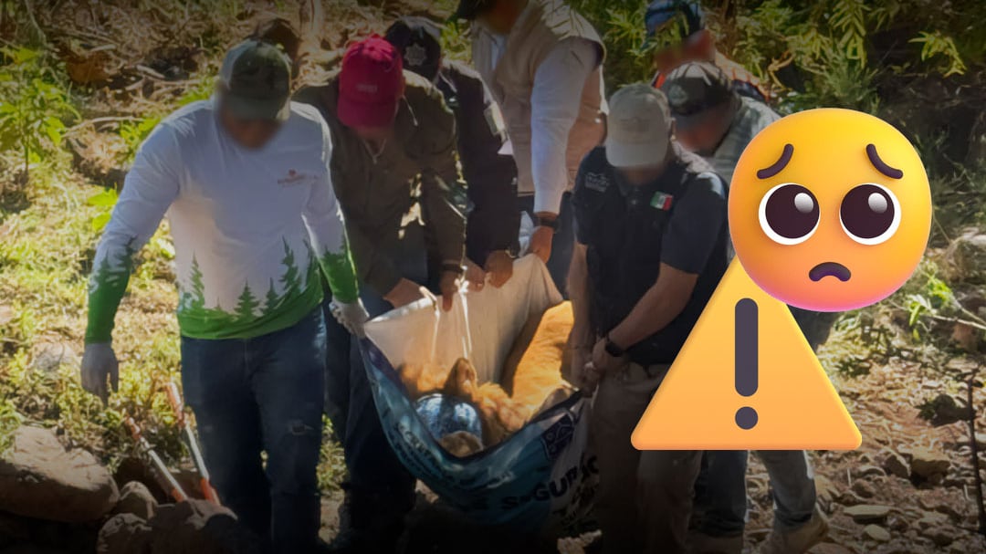 Profepa rescata a león amarrado a un árbol con signos de maltrato animal