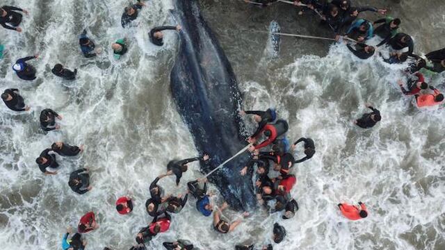 Muere ballena en balneario de Argentina