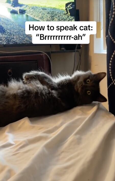 Enseña el idioma gato en TikTok y es la respuesta a las plegaria de los dueños de michis