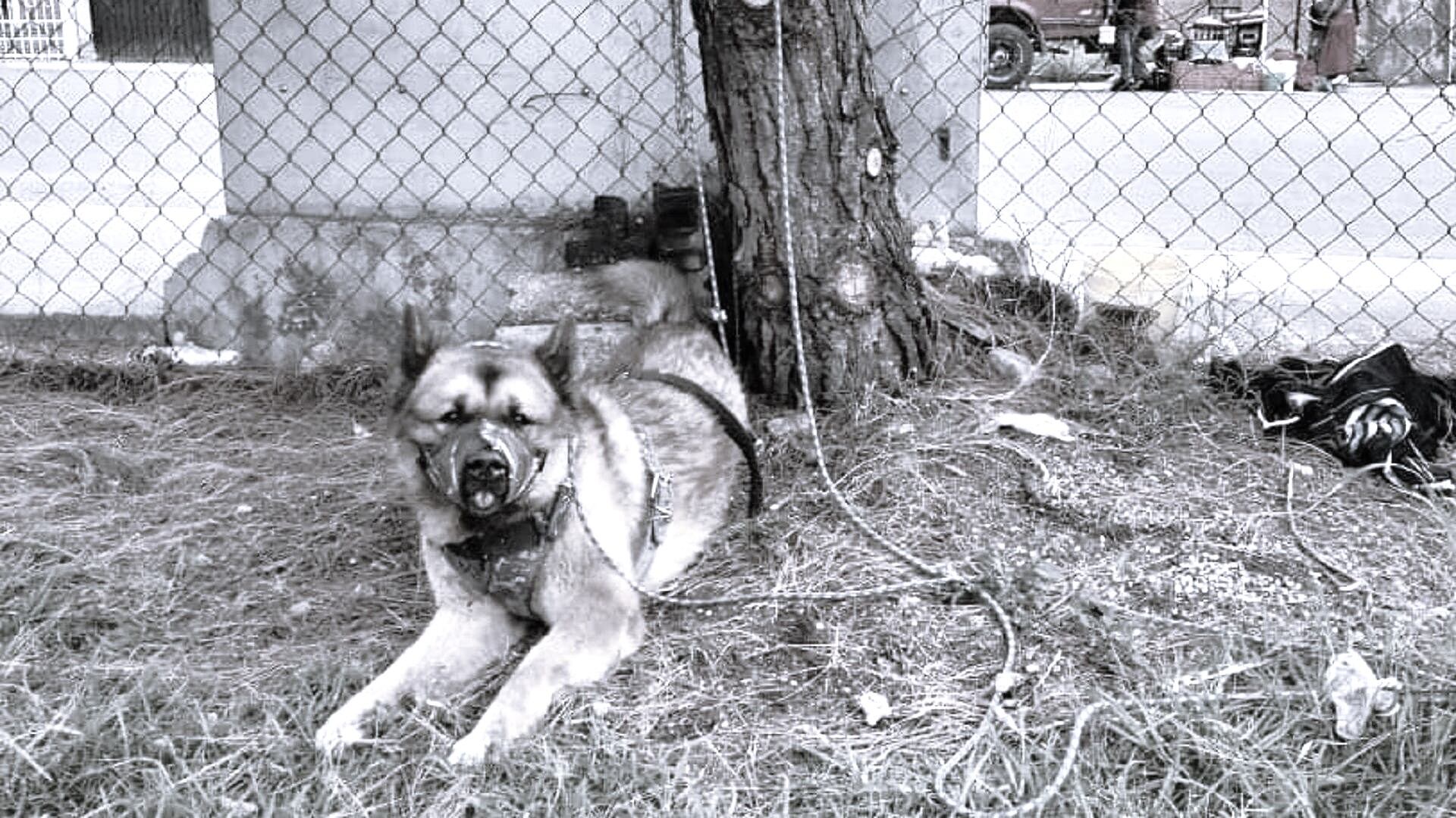 Kuko, perro de asistencia asesinado por vecinos de Nicolás Romero