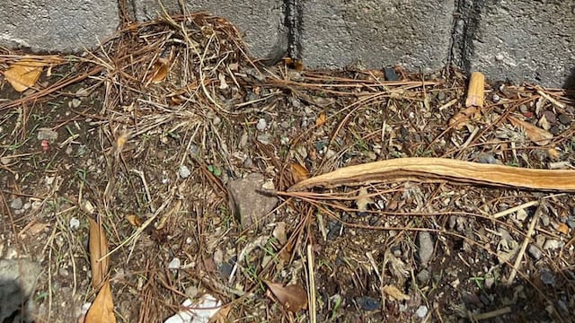 Temblor hoy Ciudad Guzmán: falla geológica provoca sismos y daños en viviendas