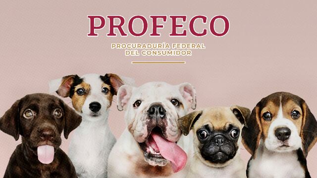 Profeco pensión para mascotas