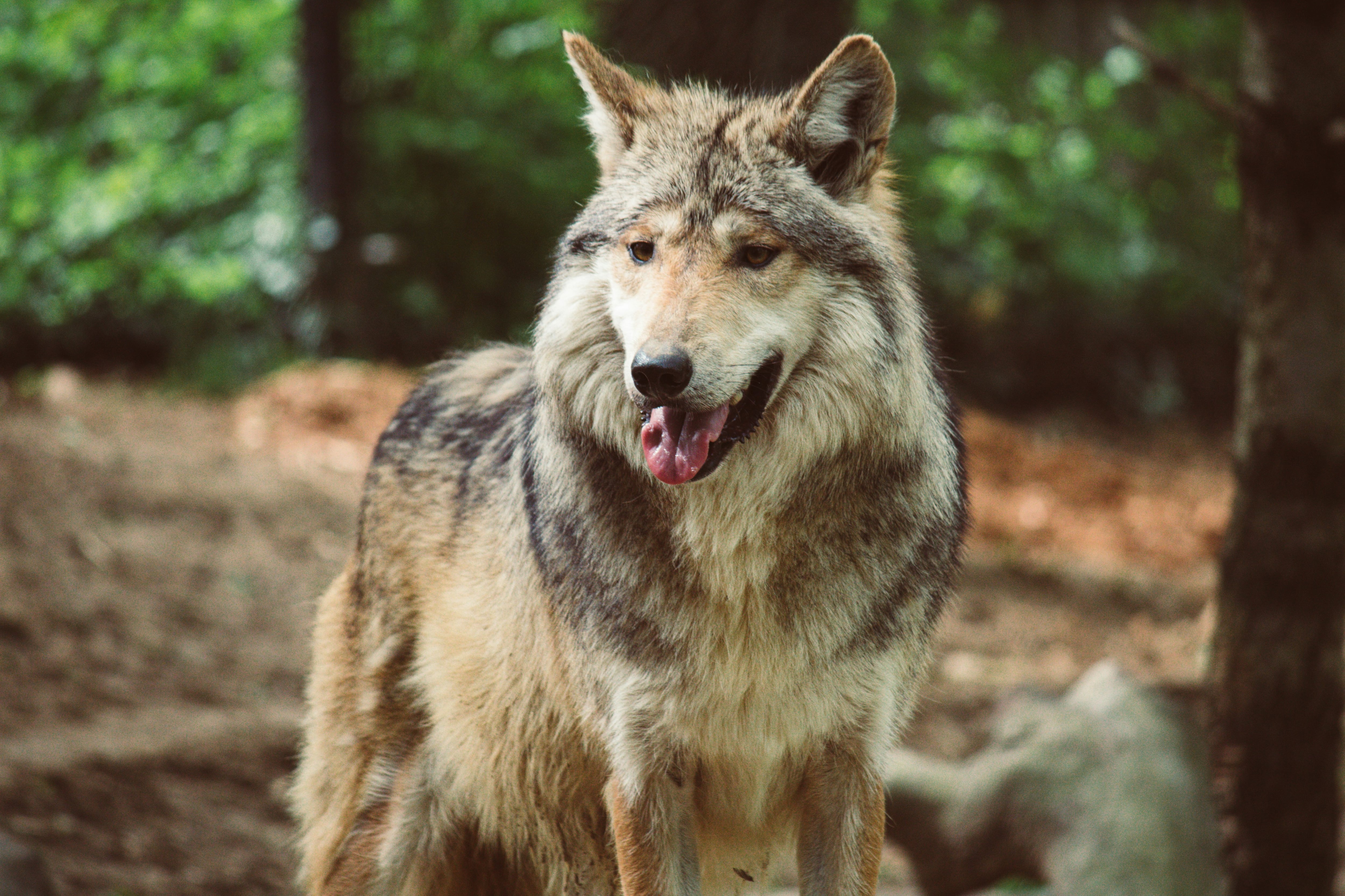 Lobo gris mexicano