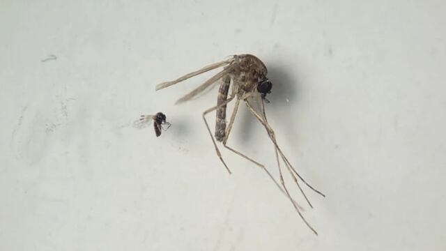 Mosquito causante del Virus Oropouche