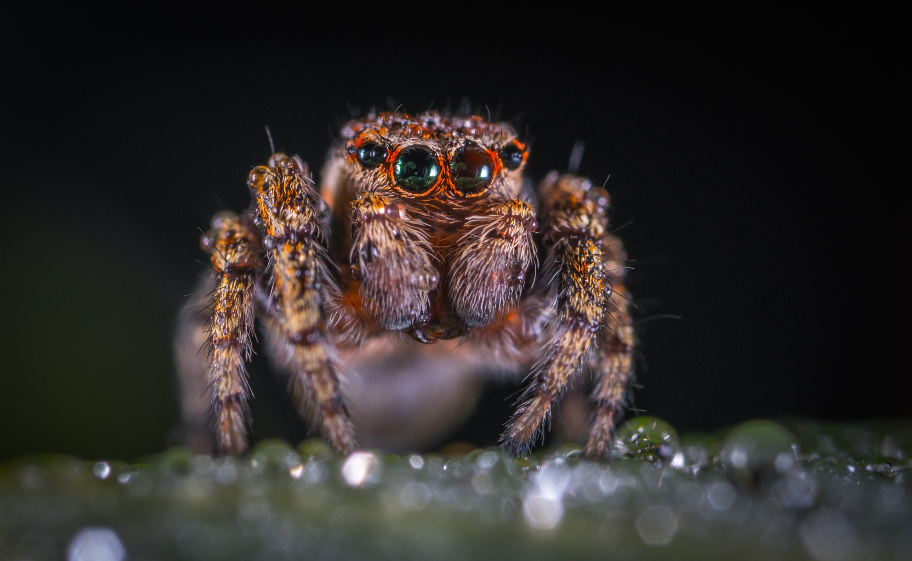 Araña