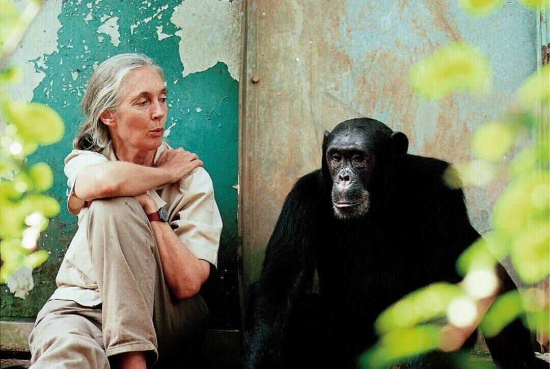Jane Goodall, investigadora.