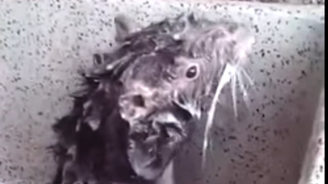 No era una rata, era una pacarana.