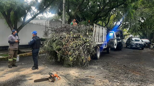 Coyoacán: reforestación urbana