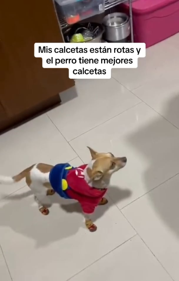Exhibe en TikTok sus calcetas todas rotas, mientras el perro tiene unas nuevas