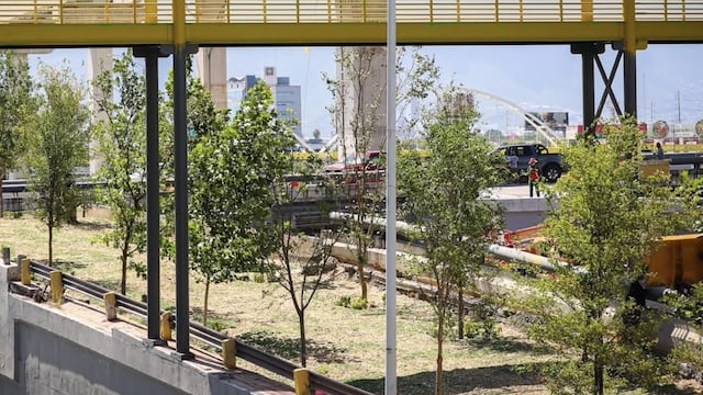 Bosques Ciudadanos planta más de 1.1 millones de árboles en Nuevo León.
